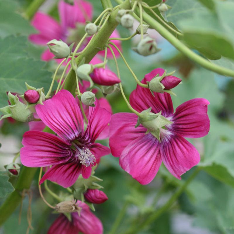 Island Mallow Adds Soft Height Along Fences