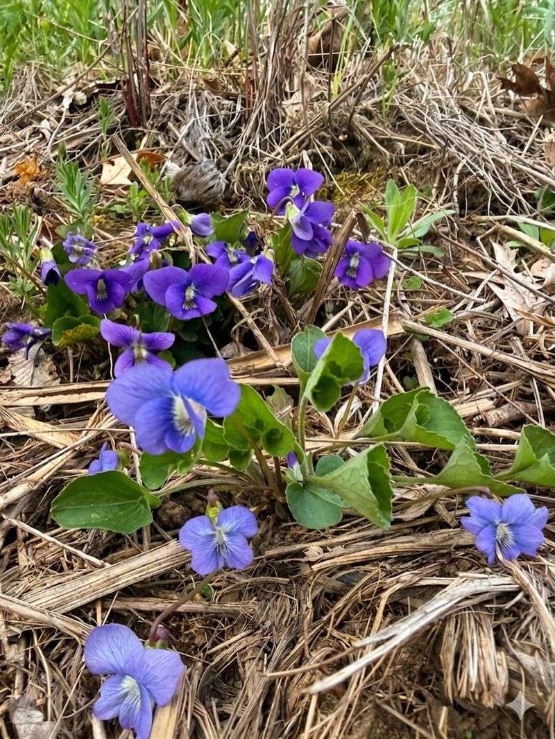 It Adapts To Many Michigan Lawn Conditions