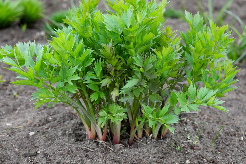 It Adds Dramatic Height To Garden Borders