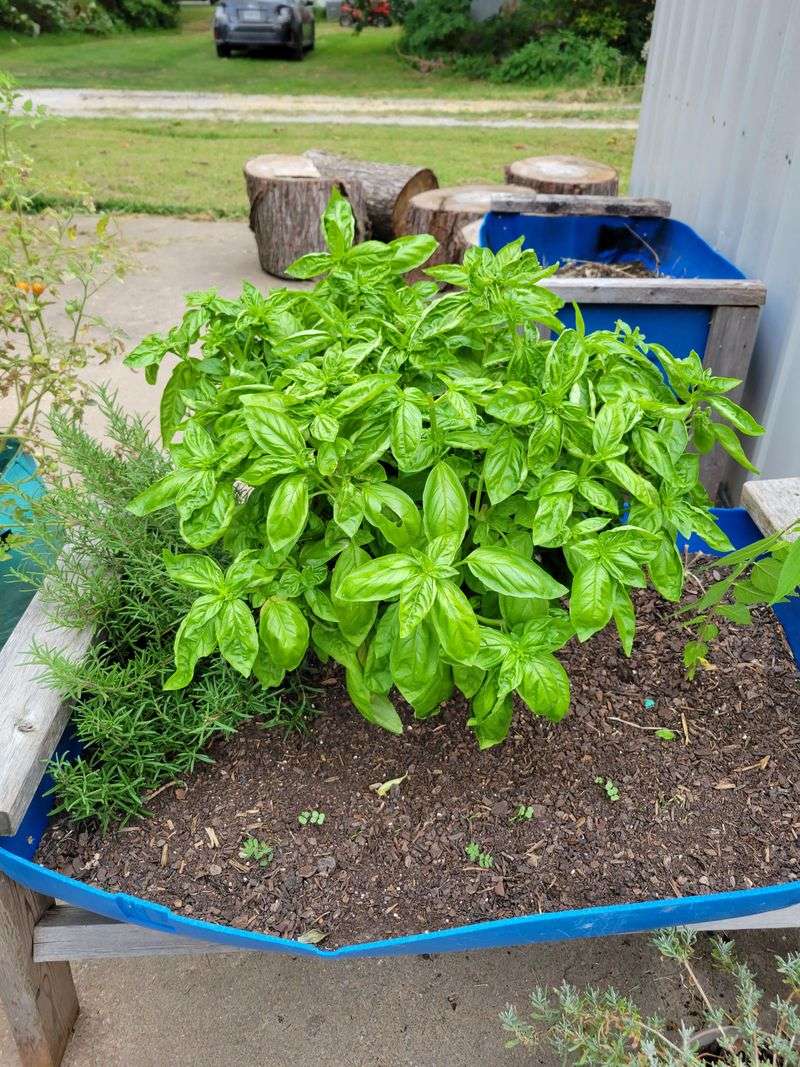 It Attracts Beneficial Insects To The Bed