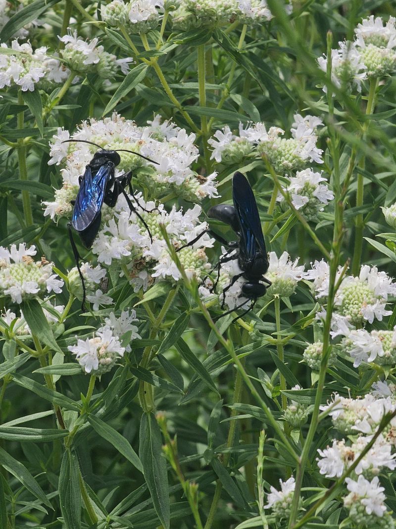 It Attracts Flower-Visiting Predatory Wasps