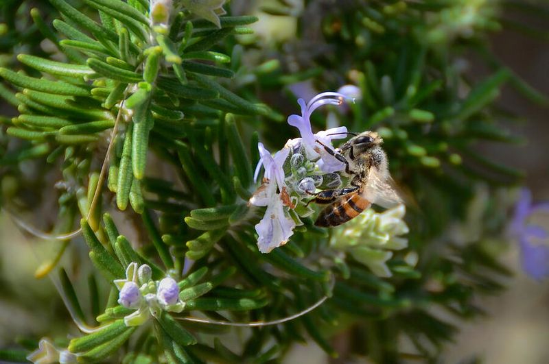It Attracts Pollinators It Attracts Pollinators
