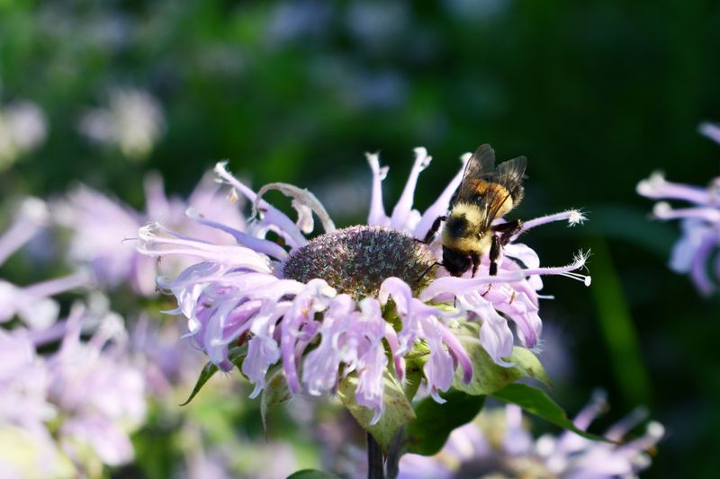 It Attracts Pollinators And Beneficial Wildlife