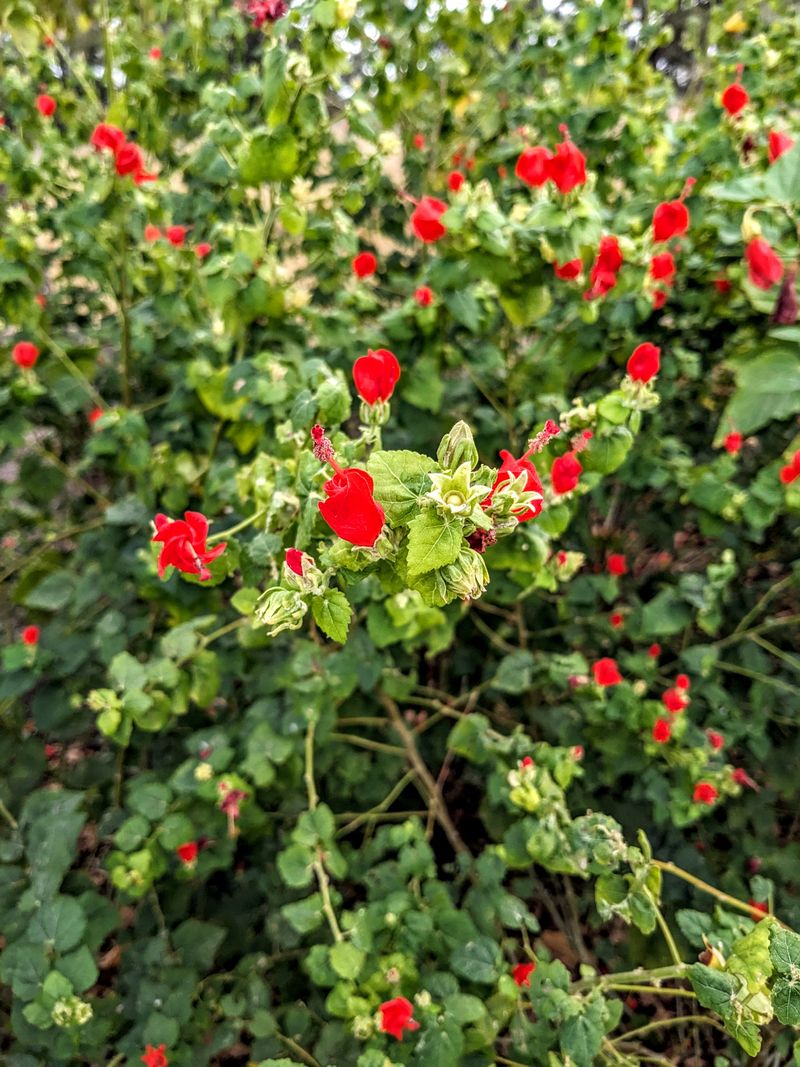 It Blooms For Months Instead Of Just Weeks