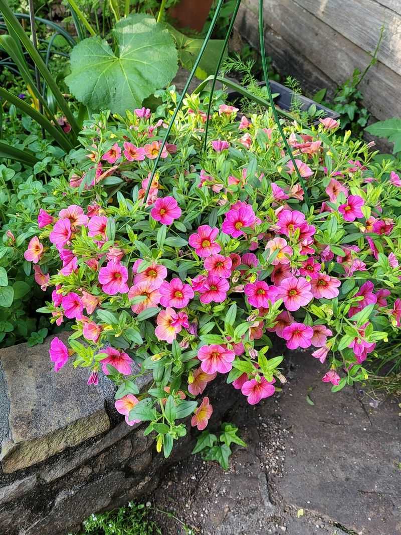 It Blooms Through The Warm Michigan Season It Blooms Through The Warm Michigan Season
