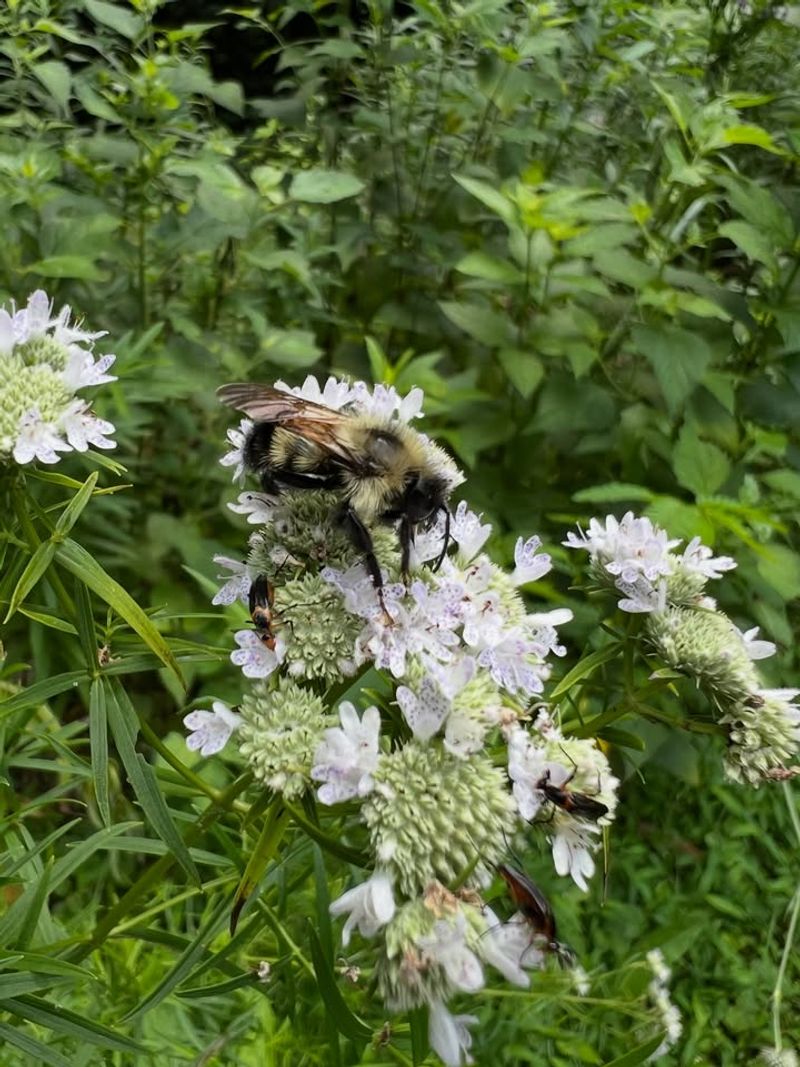 It Brings Hoverflies That Help With Aphids