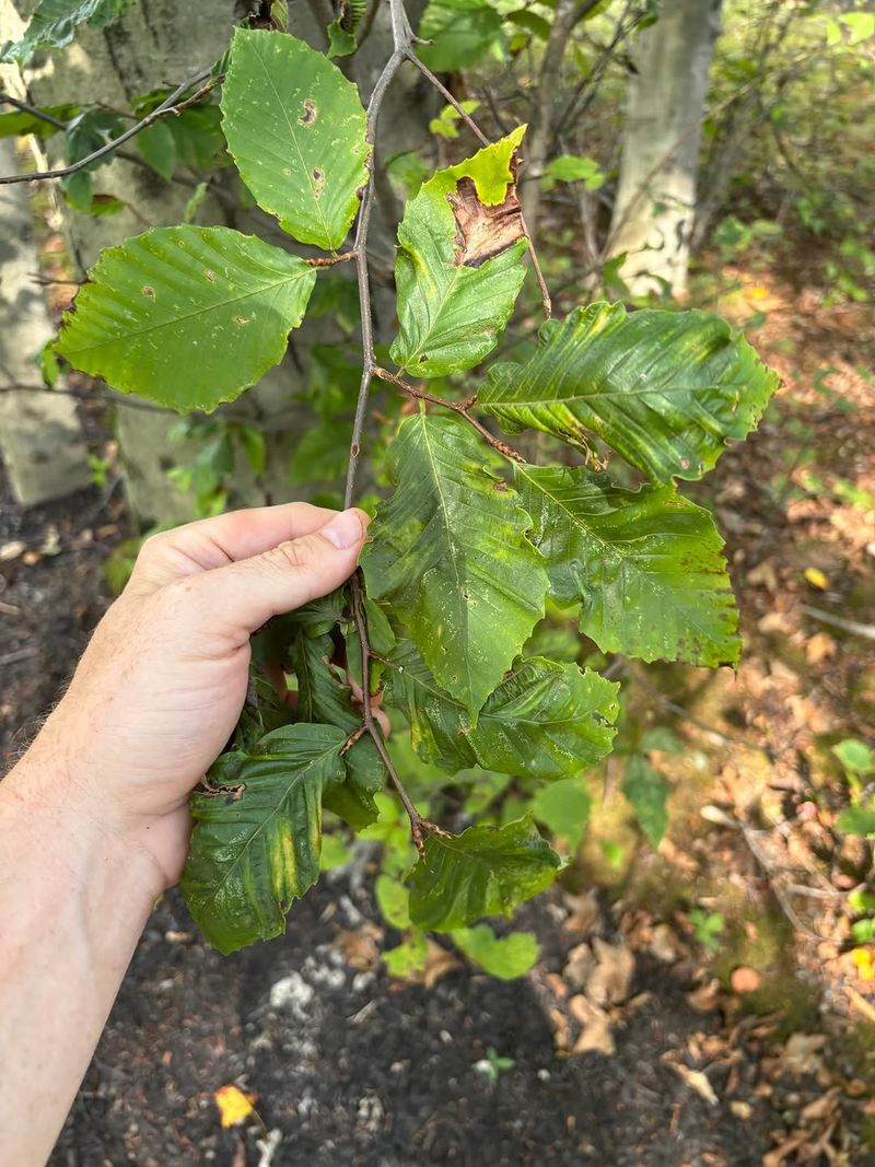 It Can Affect Native And Ornamental Beeches It Can Affect Native And Ornamental Beeches