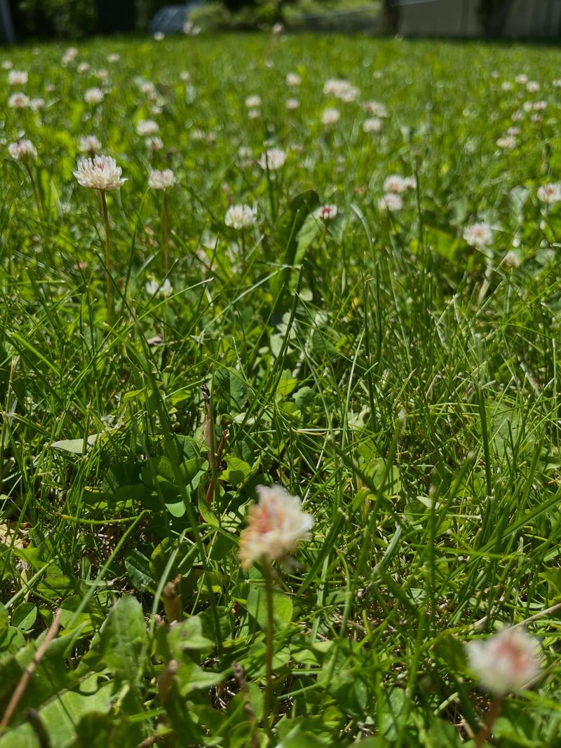 It Can Improve A Mixed Lawn Look