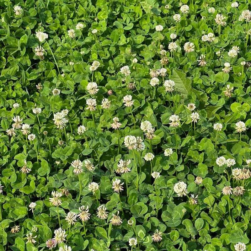 It Can Reduce The Need For A Perfect Lawn Mindset