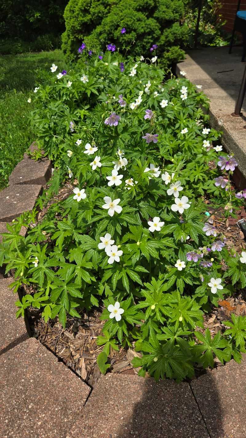 It Can Replace Some Non-Native Groundcovers In The Right Sites It Can Replace Some Non-Native Groundcovers In The Right Sites