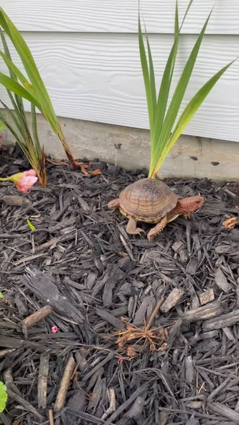 It Could Be A Female Looking For Nesting Soil