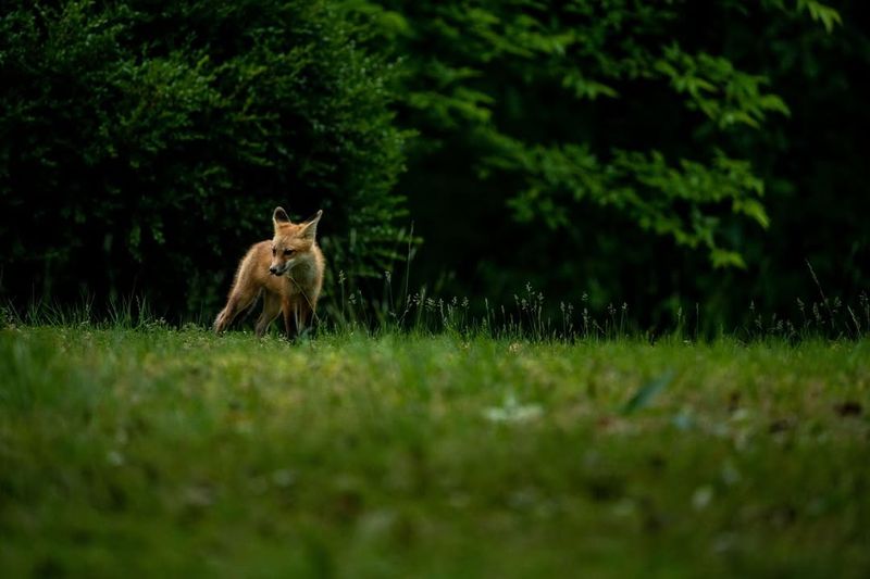 It Could Indicate Nearby Den Sites It Could Indicate Nearby Den Sites