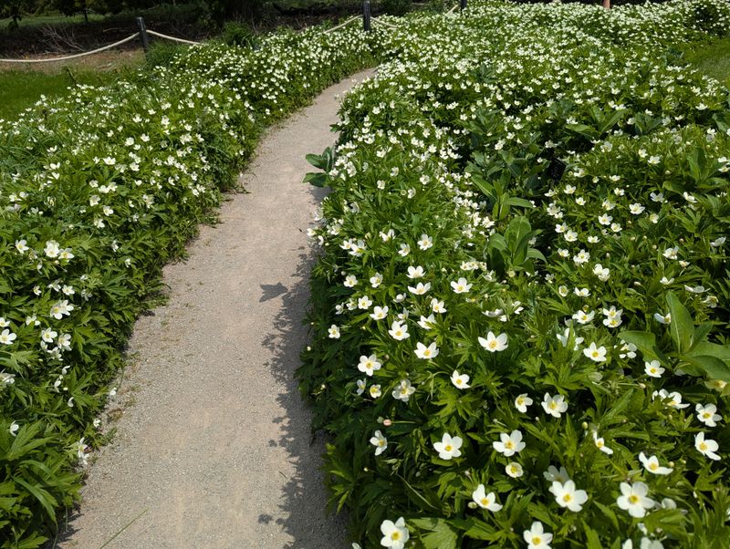 It Covers Soil Early Enough To Reduce Spring Erosion It Covers Soil Early Enough To Reduce Spring Erosion