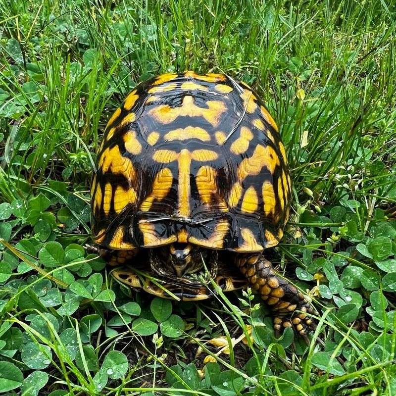 It Does Not Need Lettuce Or A Backyard Cage