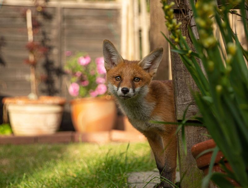 It Doesn't Mean Your Yard Has A Problem
