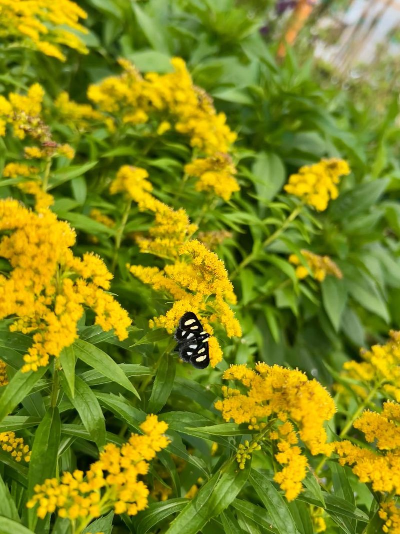 It Feeds Late Season Pollinators