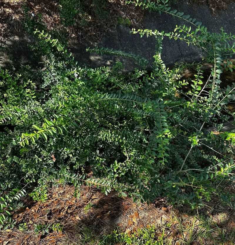 It Forms Dense Backyard Thickets