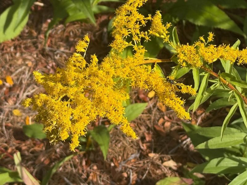 It Gives Fall Gardens Color When Summer Flowers Fade