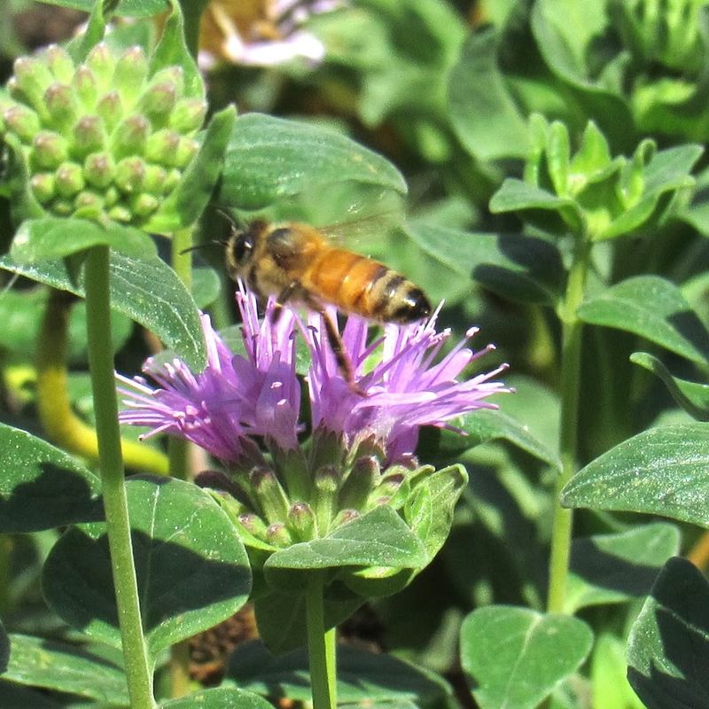 It Gives Pollinators A Local Food Source