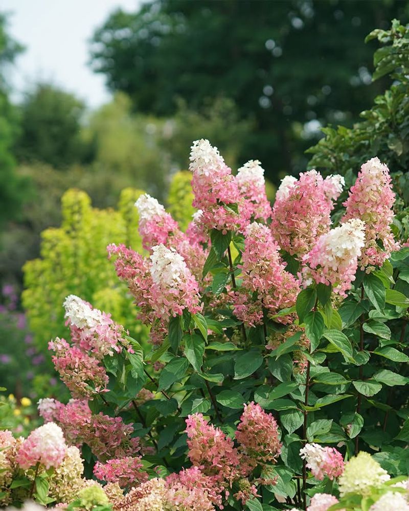 It Gives Summer Color Without Fuss