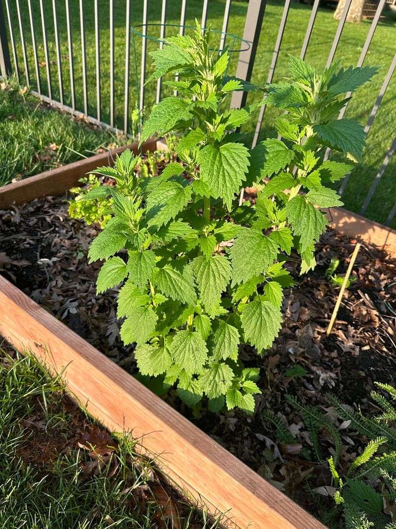 It Grows All Season Without Much Help
