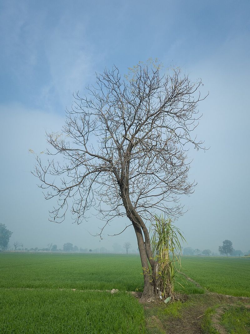 It Has Been Planted In Yards For Generations It Has Been Planted In Yards For Generations