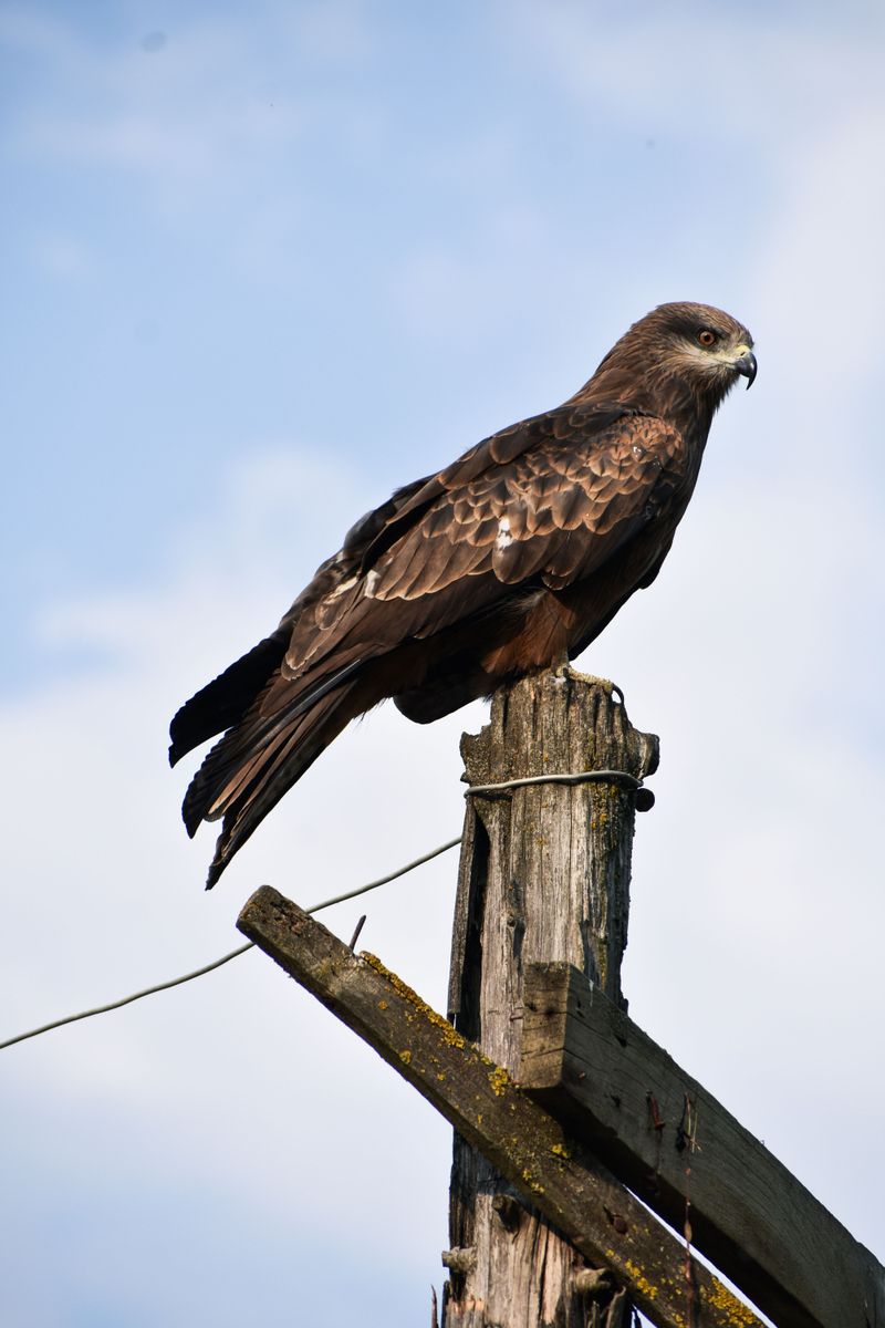 It Has Claimed Your Property As Part Of Its Hunting Territory It Has Claimed Your Property As Part Of Its Hunting Territory