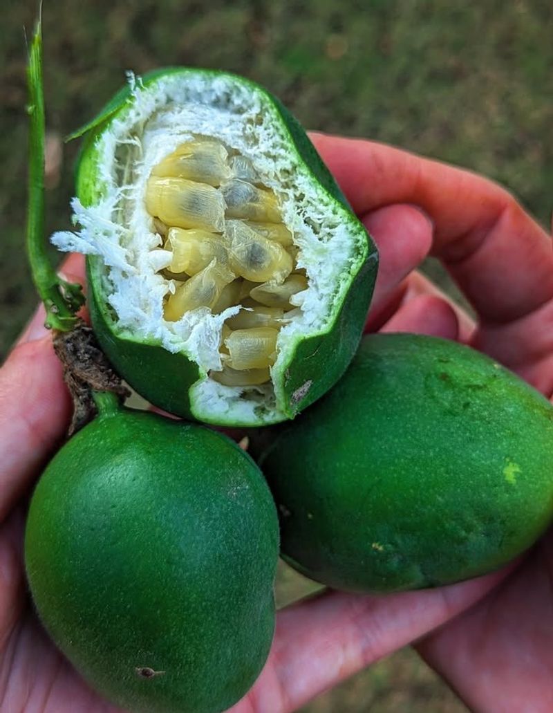 It Has Edible Fruit It Has Edible Fruit