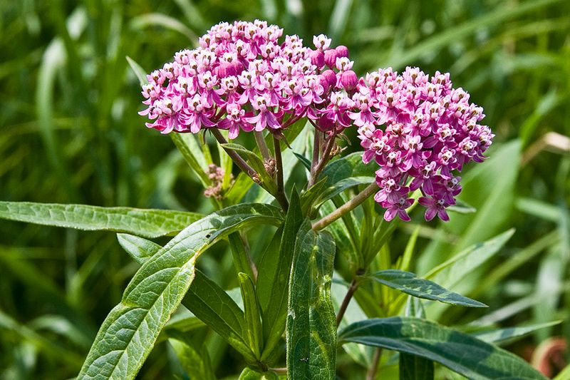 It Has Long Blooming Period It Has Long Blooming Period