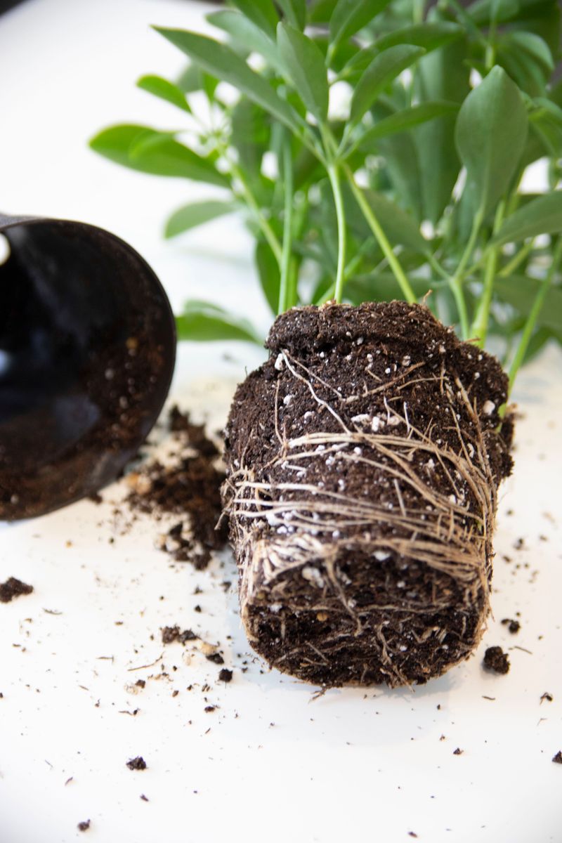 It Has Outgrown Its Pot And Is Root-Bound It Has Outgrown Its Pot And Is Root-Bound