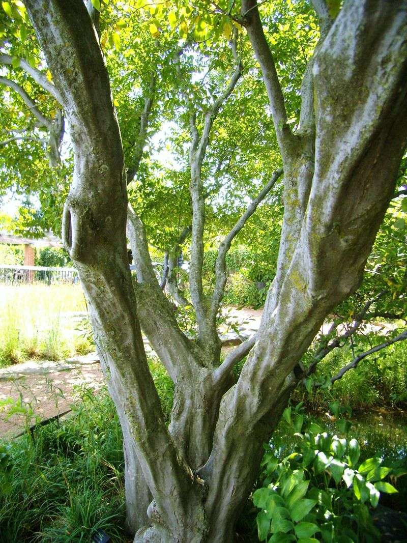 It Has Unique Bark And Structure It Has Unique Bark And Structure
