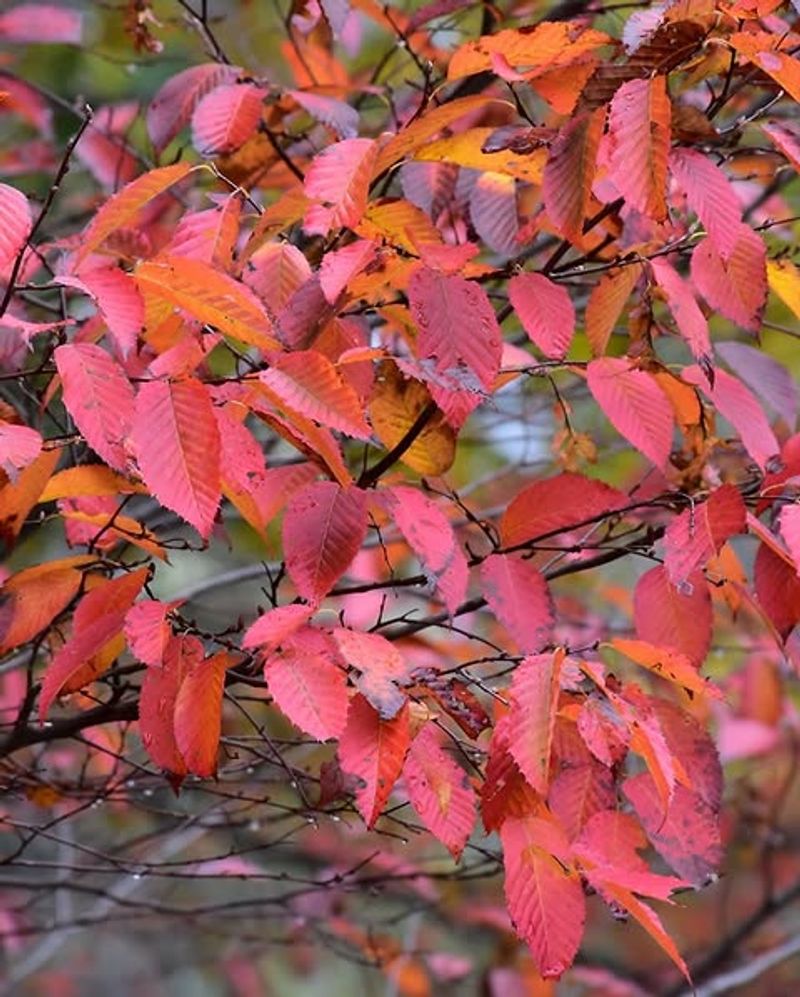 It Has Vibrant Seasonal Foliage It Has Vibrant Seasonal Foliage