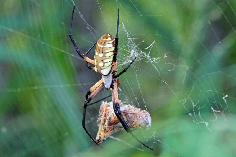 It Helps Control Flies, Moths, And Other Garden Insects