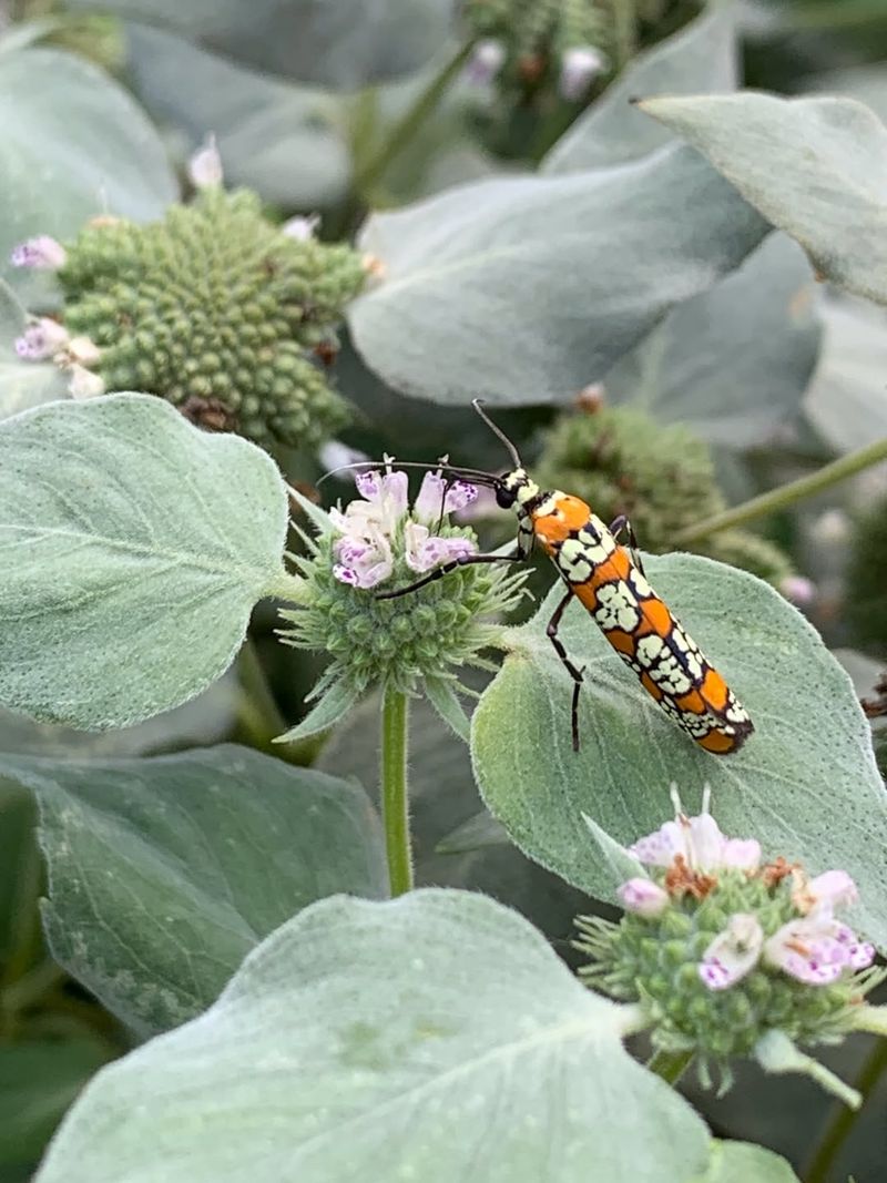It Helps Support Lady Beetles, Minute Pirate Bugs, And Other Small Predators