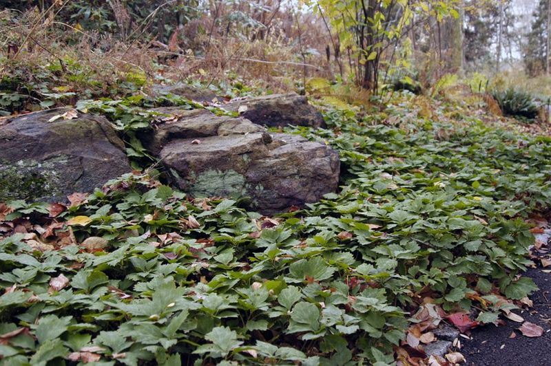 It Helps Suppress Many Common Weeds