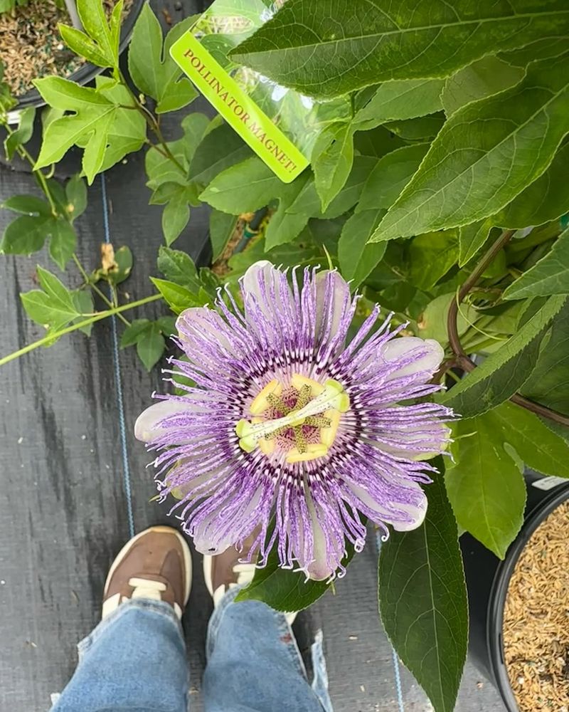 It Is A Pollinator Magnet It Is A Pollinator Magnet