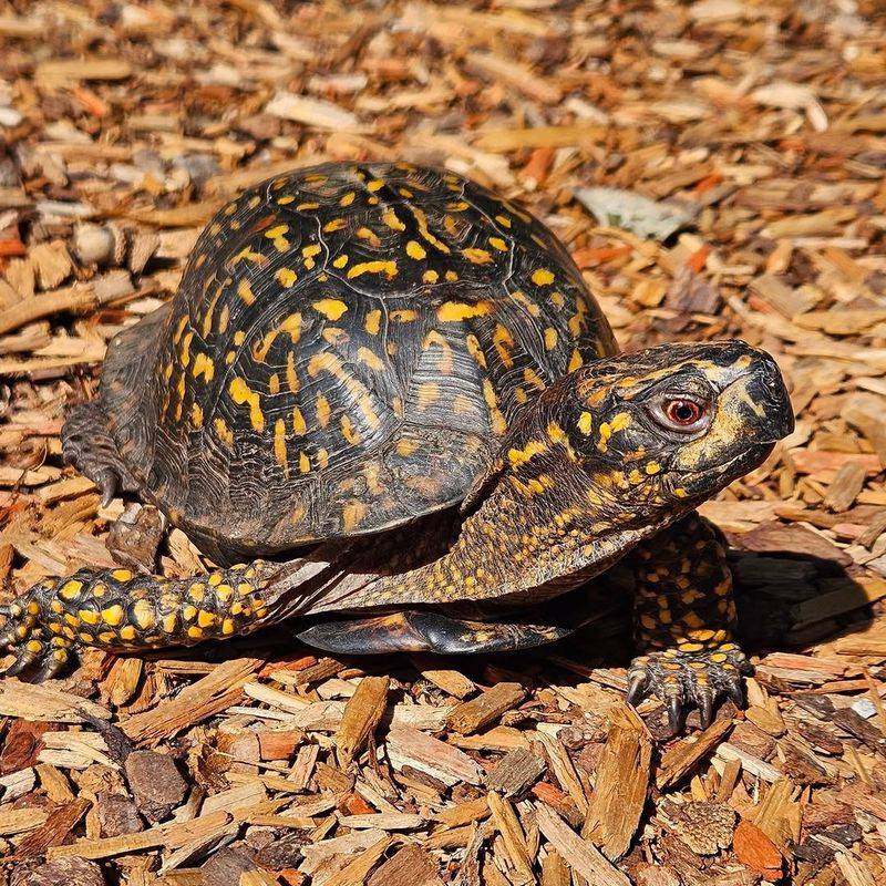 It Is A Reason To Build Better Backyard Habitat