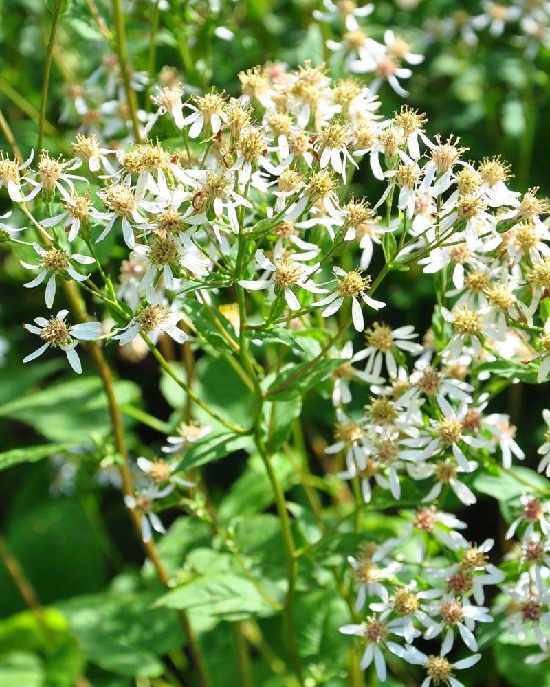 It Is Low-Maintenance And Hardy