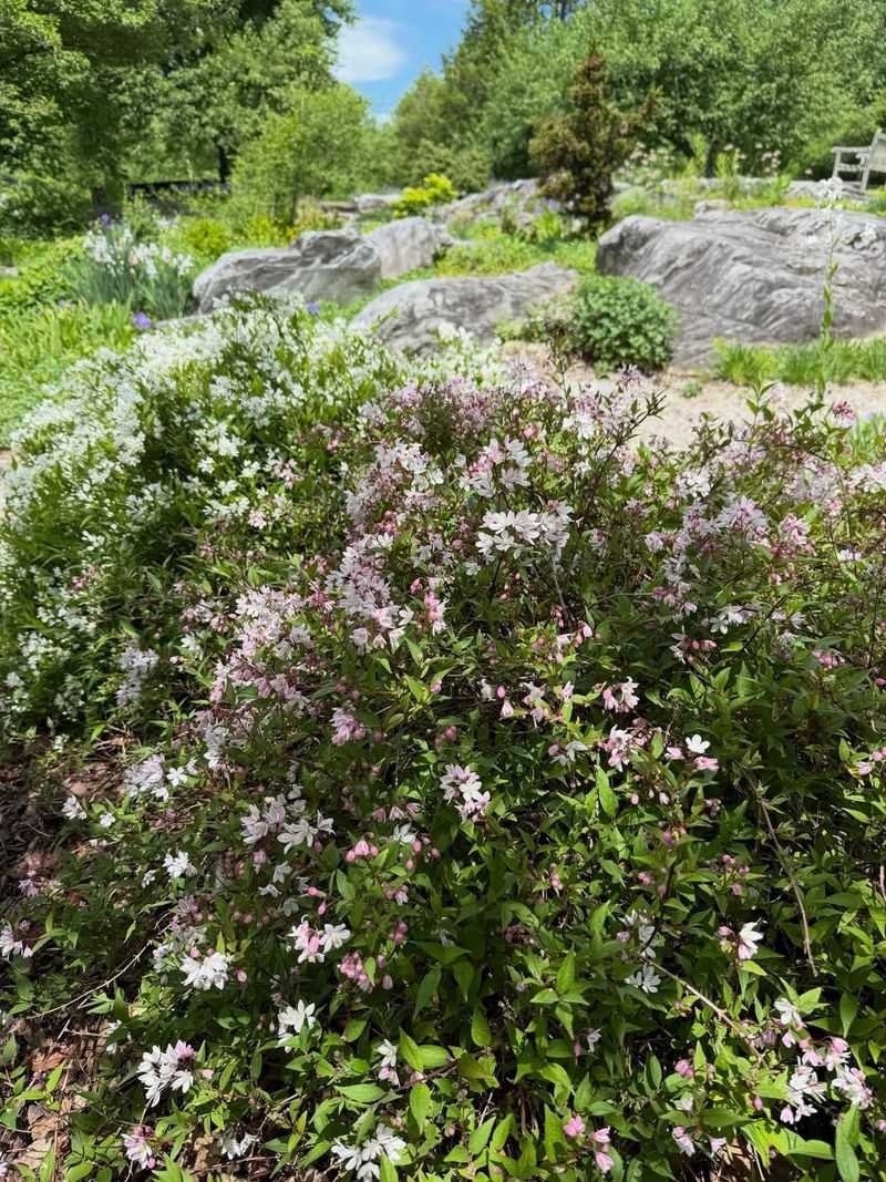 It Is Native To The Southeast