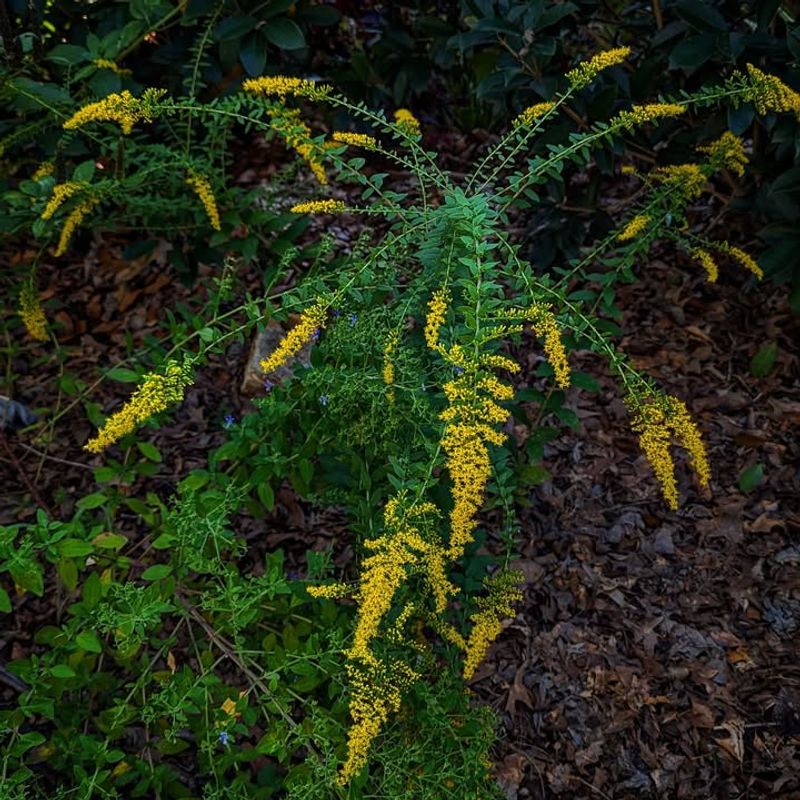 It Is Not The Main Fall Allergy Culprit