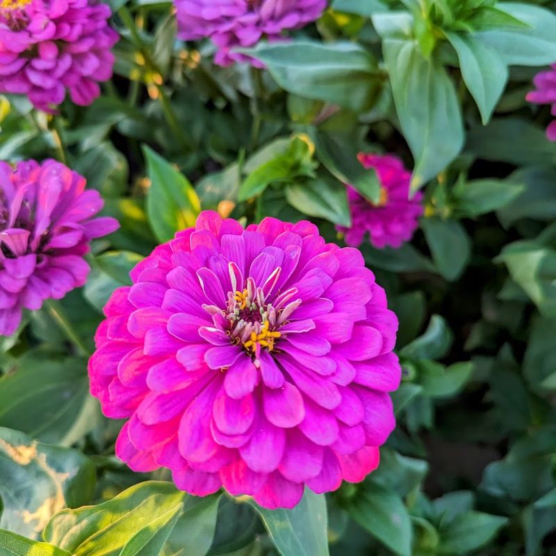 It Is One Of The Largest U-Pick Flower Farms In The Piedmont