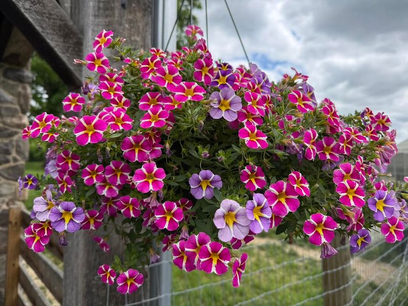 It Is Perfect For Hanging Baskets It Is Perfect For Hanging Baskets