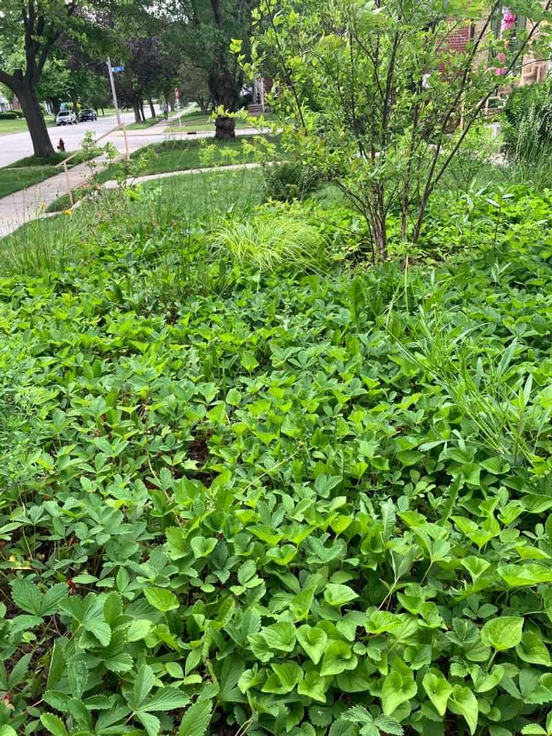 It Keeps Garden Borders Lower And Easier To Inspect It Keeps Garden Borders Lower And Easier To Inspect