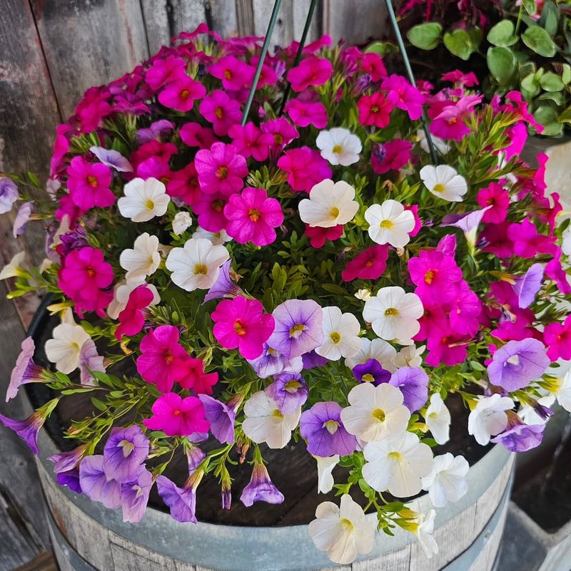 It Likes Well Drained Potting Mix It Likes Well Drained Potting Mix