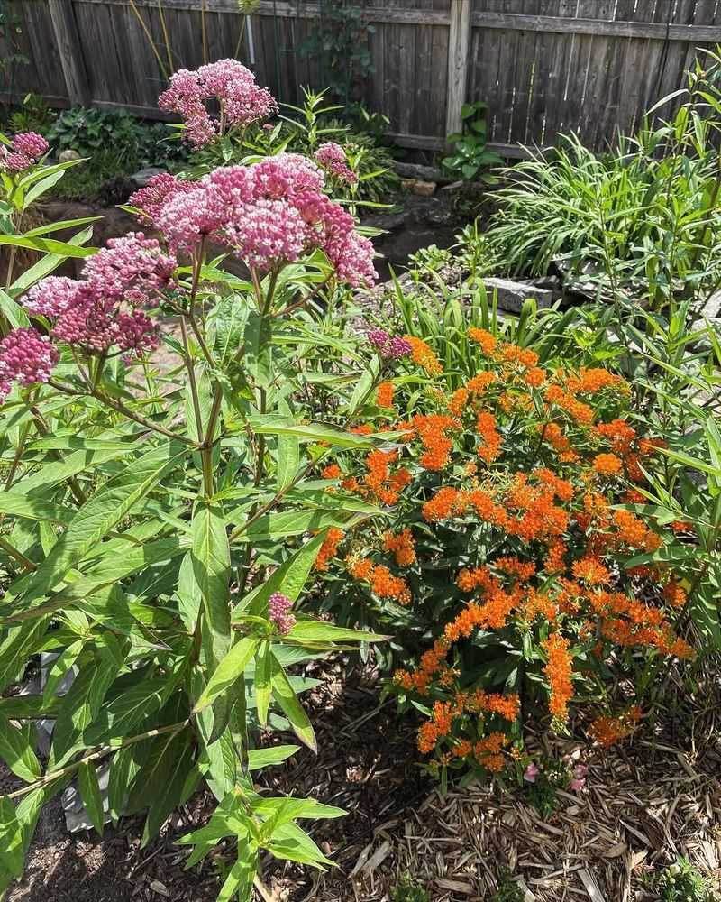 It Looks Best With Other Dry Soil Natives