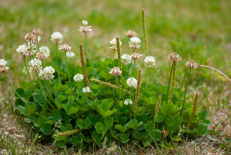 It Looks Like A Weed, But Your Yard Could Seriously Benefit From It It Looks Like A Weed, But Your Yard Could Seriously Benefit From It