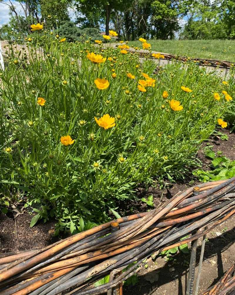 It Looks Natural In Meadow-Style Plantings It Looks Natural In Meadow-Style Plantings