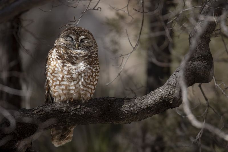 It May Be A Common Texas Wildlife Moment It May Be A Common Texas Wildlife Moment