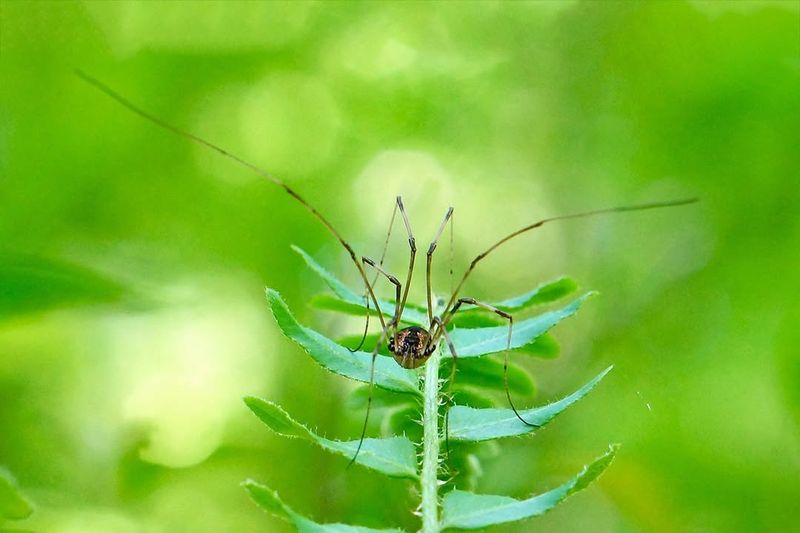 It May Mean Your Mulch Is Creating A Good Hiding Place