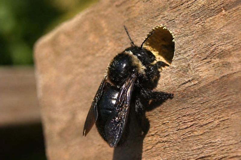 It Means Woodpeckers May Be Making The Problem Look Worse